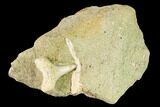 Fossil Mako Shark Tooth On Sandstone - Bakersfield, CA #144471-1